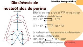 Biosíntesis de
nucleótidos de purina
González Barragan Mirna
El ADP se sintetiza a partir de AMP en una reacción
que cataliza la adenilato cinasa:
AMP + ATP 2 ADP
NMP + ATP NDP + ADP
La nucleósido difosfato cinasa cataliza la formación
de nucleósidos trifosfatados:
N1DP + N2TP N1TP + N2DP
donde N1 y N2 son bases púricas o pirimídicas.
 