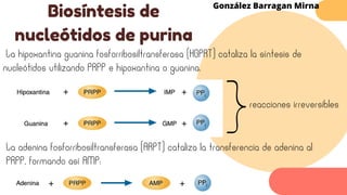 Biosíntesis de
nucleótidos de purina
González Barragan Mirna
La hipoxantina guanina fosforribosiltransferasa (HGPRT) cataliza la síntesis de
nucleótidos utilizando PRPP e hipoxantina o guanina.
La adenina fosforribosiltransferasa (ARPT) cataliza la transferencia de adenina al
PRPP, formando así AMP:
reacciones irreversibles
 