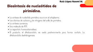 La síntesis de nucleótido pirimidina ocurre en el citoplasma.
Los átomos de carbono y de nitrógeno del anillo de pirimidina.
La síntesis comienza.
Una molécula de ATP.
La aspartato transcarbamoilasa.
El producto, el dihidroorotato, se oxida posteriormente para formar orotato. La
dihidroorotato deshidrogenasa.
Biosíntesis de nucleótidos de
pirimidina.
Ruíz López Naomi M.
 