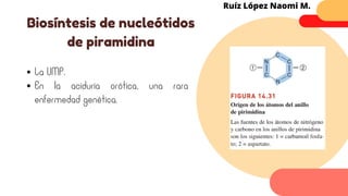 La UMP.
En la aciduria orótica, una rara
enfermedad genética.
Biosíntesis de nucleótidos
de piramidina
Ruíz López Naomi M.
 