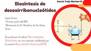 Importancia:
-Forman parte del ADN.
-Almacenan la Inf. Génetica de los Seres
Vivos.
Biosíntesis de
desoxirribonucleótidos
García Trejo Mariam N.
Se producen al reducir Ribonucleósidos
Difosfatados en una reacción catalizada por
la enzima Ribonucleótido Reductasa(RNRI).
 
