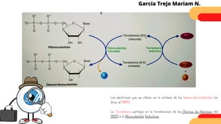 Los electrones que se utilizan en la síntesis de los Desoxirribonucleótidos los
dona, el NADPH.
La Tiorredoxina participa en la transferencia de los Átomos de Hidrógeno del
NADPH a la Ribonucleótido Reductasa.
García Trejo Mariam N.
 