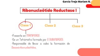 Ribonucleótido Reductasa I
García Trejo Mariam N.
Clase 1 Clase 2 Clase 3
-Presente en MAMIFEROS .
-Es un Tetrámetro formado por 2 SUBUNIDADES.
-Responsable de llevar a cabo la formación de
Desoxirribonucleótidos.
 