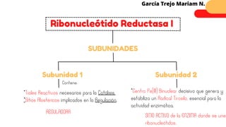 Ribonucleótido Reductasa I
García Trejo Mariam N.
Subunidad 1 Subunidad 2
*Tioles Reactivos necesarios para la Catálisis.
*Sitios Alostéricos implicados en la Regulación.
SUBUNIDADES
Contiene:
*Centro Fe(III) Binuclear decisivo que genera y
estabiliza un Radical Tirosilo, esencial para la
actividad enzimática.
REGULADORA
SITIO ACTIVO de la ENZIMA donde se unen
ribonucleótidos.
 