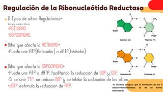 2 Tipos de sitios Regulatorios=
los que pueden alterar
-ACTiVIDAD.
-ESPECIFIDAD.
Regulación de la Ribonucleótido Reductasa
Sitio que afecta la ACTIVIDAD=
-Puede unir ATP(Activador) o dATP(Inhibidor).
Sitio que afecta la ESPECIFIDAD=
-Puede unir ATP o dATP, facilitando la reducción de UDP y CDP.
-Si se une TTP, se reduce GDP y se inhibe la reducción de los otros.
-dGTP estimula la reducción de ATP.
*El sistema asegura que la formación de los 4
Desoxirribonucleótidos se de en forma
balanceada.
 