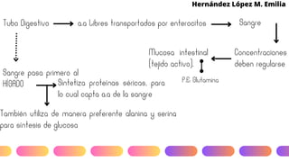 Hernández López M. Emilia
Tubo Digestivo a.a Libres transportados por enterocitos Sangre
Concentraciones
deben regularse
Mucosa intestinal
(tejido activo).
P.E: Glutamina
Sangre pasa primero al
HÍGADO Sintetiza proteínas séricas, para
lo cual capta a.a de la sangre
También utiliza de manera preferente alanina y serina
para síntesis de glucosa
 