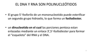 BIOSINTESIS de nucleótidos | PPTX