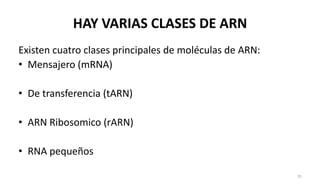 Marn Tarn Rarn BIOSINTESIS de nucleótidos | PPTX