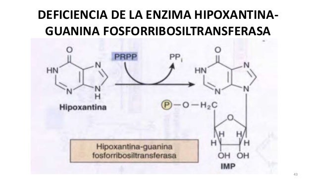 Hipoxantina Guanina Fosforribosil Transferasa Pdf
