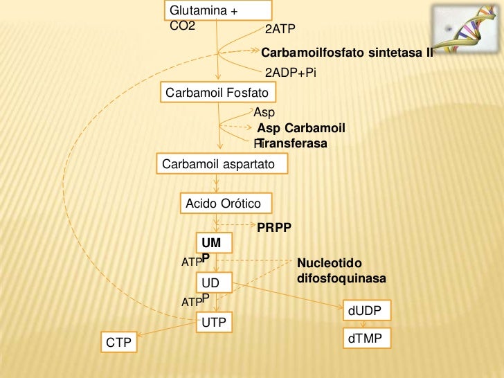 pirámide dieta mediterránea para Dummies