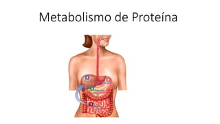 Metabolismo de Proteína
 
