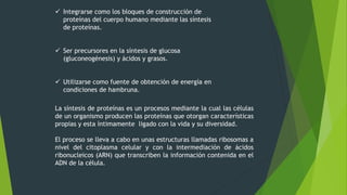  Integrarse como los bloques de construcción de
proteínas del cuerpo humano mediante las síntesis
de proteínas.
 Ser precursores en la síntesis de glucosa
(gluconeogénesis) y ácidos y grasos.
 Utilizarse como fuente de obtención de energía en
condiciones de hambruna.
La síntesis de proteínas es un procesos mediante la cual las células
de un organismo producen las proteínas que otorgan características
propias y esta íntimamente ligado con la vida y su diversidad.
El proceso se lleva a cabo en unas estructuras llamadas ribosomas a
nivel del citoplasma celular y con la intermediación de ácidos
ribonucleicos (ARN) que transcriben la información contenida en el
ADN de la célula.
 