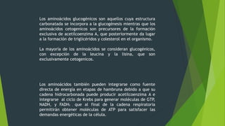 Los aminoácidos glucogénicos son aquellos cuya estructura
carbonatada se incorpora a la glucogénesis mientras que los
aminoácidos cetogenicos son precursores de la formación
exclusiva de acetilcoenzima A, que posteriormente da lugar
a la formación de triglicéridos y colesterol en el organismo.
La mayoría de los aminoácidos se consideran glucogénicos,
con excepción de la leucina y la lisina, que son
exclusivamente cetogenicos.
Los aminoácidos también pueden integrarse como fuente
directa de energía en etapas de hambruna debido a que su
cadena hidrocarbonada puede producir acetilcoenzima A e
integrarse al ciclo de Krebs para generar moléculas de GTP,
NADH, y FADH2 , que al final de la cadena respiratoria
permitirán obtener moléculas de ATP para satisfacer las
demandas energéticas de la célula.
 