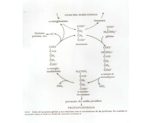 Metabolismo de proteinas 3