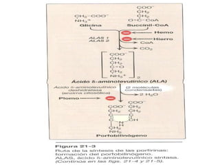 Metabolismo de proteinas 3