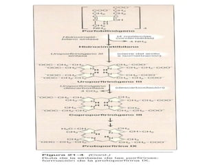 Metabolismo de proteinas 3