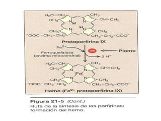 Metabolismo de proteinas 3