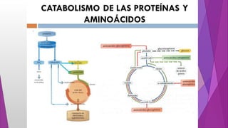 Metabolismo de proteínas