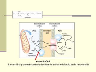 La carnitina y un transportador facilitan la entrada del acilo en la mitocondria
malonil-CoA
 