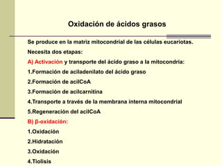 Se produce en la matriz mitocondrial de las células eucariotas.
Necesita dos etapas:
A) Activación y transporte del ácido graso a la mitocondria:
1.Formación de aciladenilato del ácido graso
2.Formación de acilCoA
3.Formación de acilcarnitina
4.Transporte a través de la membrana interna mitocondrial
5.Regeneración del acilCoA
Β) β-oxidación:
1.Oxidación
2.Hidratación
3.Oxidación
4.Tiolisis
Oxidación de ácidos grasos
 