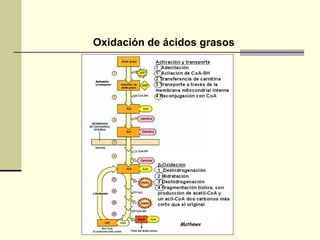 Oxidación de ácidos grasos
 