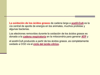 La oxidación de los ácidos grasos de cadena larga a acetil-CoA es la
vía central de aporte de energía en los animales, muchos protistas y
algunas bacterias.
Los electrones removidos durante la oxidación de los ácidos grasos es
donada a la cadena respiratoria en la mitocondria para generar ATP y
el acetil-CoA producido a partir de los ácidos grasos ,es completamente
oxidado a CO2 vía el ciclo del ácido cítrico.
 