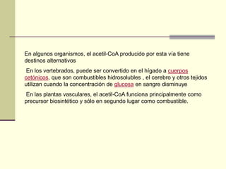 En algunos organismos, el acetil-CoA producido por esta vía tiene
destinos alternativos
En los vertebrados, puede ser convertido en el hígado a cuerpos
cetónicos, que son combustibles hidrosolubles , el cerebro y otros tejidos
utilizan cuando la concentración de glucosa en sangre disminuye
En las plantas vasculares, el acetil-CoA funciona principalmente como
precursor biosintético y sólo en segundo lugar como combustible.
 