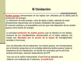 Acidos grasos almacenados en los tejidos son utilizados por la célula para la
producción de energía.
La utilización de esta energía, varía de tejido a tejido, además de estar
directamente relacionada con el estado metabólico del organismo.
El músculo cardiaco y el esquelético son los que más dependen de los ácidos
grasos como fuente de energía.
B Oxidación
La principal oxidación de ácidos grasos que se efectúa en los tejidos,
proviene de los triacilglicéridos almacenados en el tejido adiposo, los
cuales son liberados por la acción de la lipasa de triacilglicéridos
sensible a hormonas.
Una vez liberados de los adipocitos, los ácidos grasos, son transportados
por el torrente sanguíneo en el complejo albúmina-ácidos grasos hasta el
citoplasma de los hepatocitos, en donde son activados por la acil-CoA
sintasa (tiocinasa), reacción dependiente de ATP.
Una vez en la matriz mitocondrial, el acil-CoA se degrada para
obtener una molécula de 2 carbonos, el acetil-CoA.
 