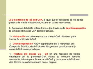 La -oxidación de los acil-CoA, al igual que el transporte de los ácidos
grasos a la matriz mitocondrial, ocurre en cuatro reacciones:
1.- Formación del doble enlace trans-, a través de la deshidrogenación
de la flavoenzima acil-CoA deshidrogenasa.
2.- Hidratación del doble enlace por la enoil-CoA hidratasa para
formar 3-L-hidroxiacil-CoA.
3.- Deshidrogenación NAD+-dependiente del -hidroxiacil-acil-
CoA por la 3-L-hidroxiacil-CoA deshidrogenasa, para formar el -
cetoacil-CoA correspondiente
4.- Ruptura del enlace C - C en una reacción de tiolísis
catalizada por la -cetoacil-CoA tiolasa (a menudo llamada
solamente tiolasa) para formar acetil-CoA y un nuevo acil-CoA con
dos átomos de carbono menos que el original.
 