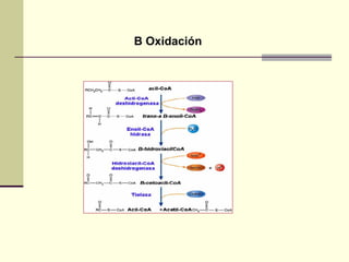 B Oxidación
 
