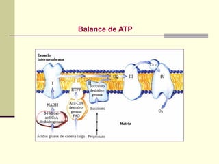 Balance de ATP
 