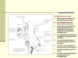 Triacilgliceroles de la dieta
1. Sales biliares emulsifican las
grasas,formando micelas
2. Los Triacilgliceridos son
degradados por las lipasa
3. Acidos grasos liberados por
acción de las lipasas, son
absorbidos en la mucosa
intestinal y resintetizados a
triacilgliceridos
4. Los quilomicrones se forman de
triacilgliceridos,apoproteinas y
colesterol
5. Los quilomicrones pasan al
torrente sanguineo y de ahi a
los tejidos
6. La protein lipasa produce la
liberación de los acidos grasos
7. Los acidos grasos entran a la
celula
8. Se oxidan como combustible o
se almacenan,como
triacilgliceridos
 