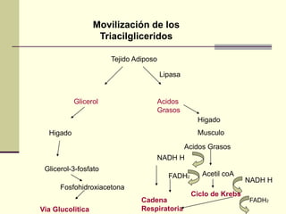 Tejido Adiposo
Lipasa
Glicerol Acidos
Grasos
Higado
Higado
Musculo
Glicerol-3-fosfato
Fosfohidroxiacetona
Via Glucolitica
Acidos Grasos
Acetil coA
NADH H
FADH2
Cadena
Respiratoria
FADH2
NADH H
Ciclo de Krebs
Movilización de los
Triacilgliceridos
 