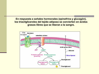 En respuesta a señales hormonales (epinefrina y glucagón),
los triacilgliceroles del tejido adiposo se convierten en ácidos
grasos libres que se liberan a la sangre.
 