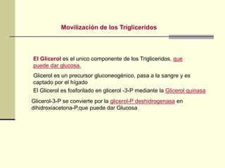 El Glicerol es el unico componente de los Trigliceridos, que
puede dar glucosa.
Glicerol es un precursor gluconeogénico, pasa a la sangre y es
captado por el hígado
El Glicerol es fosforilado en glicerol -3-P mediante la Glicerol quinasa
Glicerol-3-P se convierte por la glicerol-P deshidrogenasa en
dihidroxiacetona-P,que puede dar Glucosa
Movilización de los Trigliceridos
 
