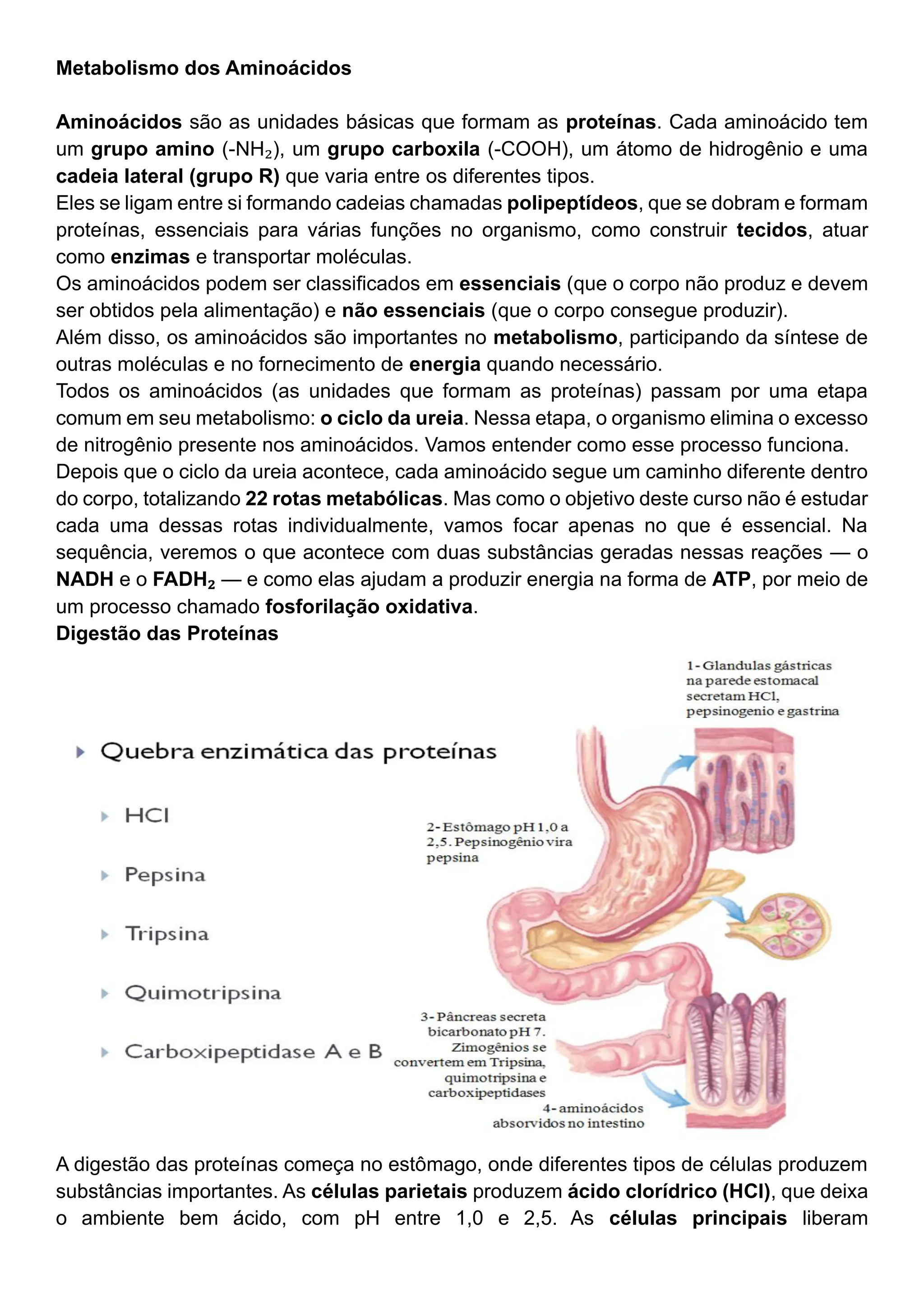 Apostila Metabolismo dos Aminoácidos.pdf