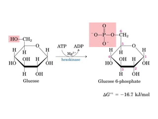 Metabolismo e catabolismo   bioquimica