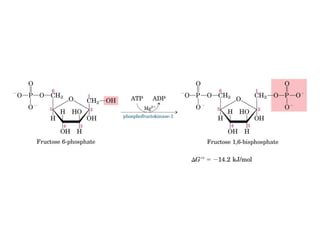 Metabolismo e catabolismo   bioquimica