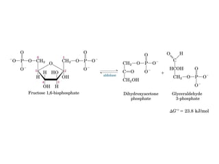 Metabolismo e catabolismo   bioquimica
