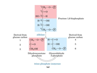 Metabolismo e catabolismo   bioquimica
