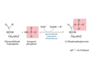 Metabolismo e catabolismo   bioquimica