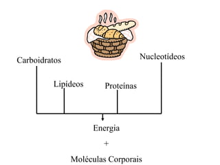 Carboidratos                        Nucleotídeos


         Lipídeos       Proteínas



                    Energia
                       +
               Moléculas Corporais
 