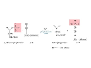 Metabolismo e catabolismo   bioquimica
