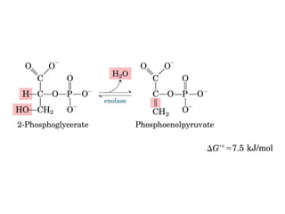 Metabolismo e catabolismo   bioquimica
