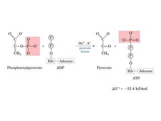 Metabolismo e catabolismo   bioquimica