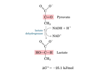 Metabolismo e catabolismo   bioquimica