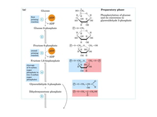 Metabolismo e catabolismo   bioquimica
