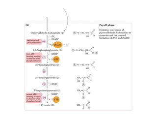 Metabolismo e catabolismo   bioquimica