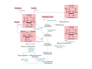 Metabolismo e catabolismo   bioquimica