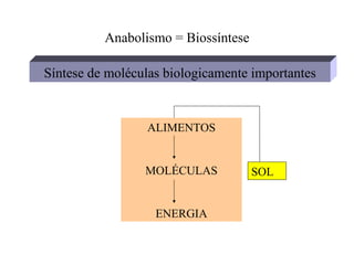 Anabolismo = Biossíntese

Síntese de moléculas biologicamente importantes


                 ALIMENTOS


                 MOLÉCULAS           SOL


                   ENERGIA
 